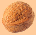 Walnuts of Chile